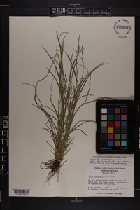 Carex aestivalis image