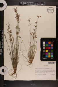 Bulbostylis ciliatifolia var. coarctata image