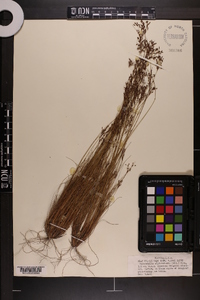 Bulbostylis ciliatifolia image