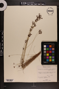 Bulbostylis ciliatifolia var. coarctata image