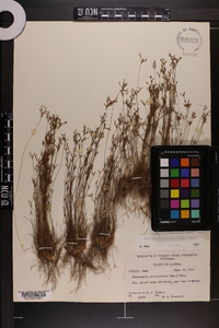 Bulbostylis ciliatifolia var. coarctata image