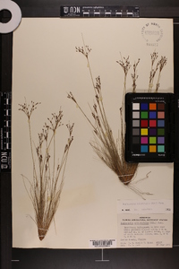 Bulbostylis ciliatifolia var. coarctata image