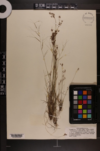 Bulbostylis ciliatifolia image