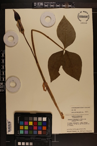 Arisaema triphyllum subsp. pusillum image