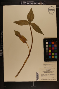 Arisaema triphyllum subsp. stewardsonii image