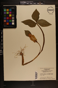 Arisaema triphyllum subsp. stewardsonii image