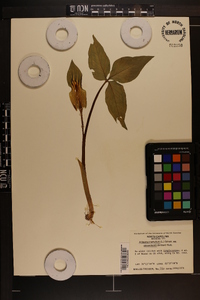 Arisaema triphyllum subsp. stewardsonii image