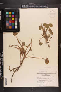 Heteranthera reniformis image