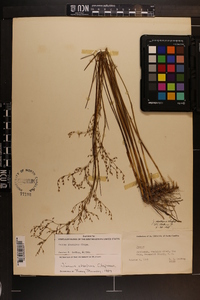 Juncus abortivus image