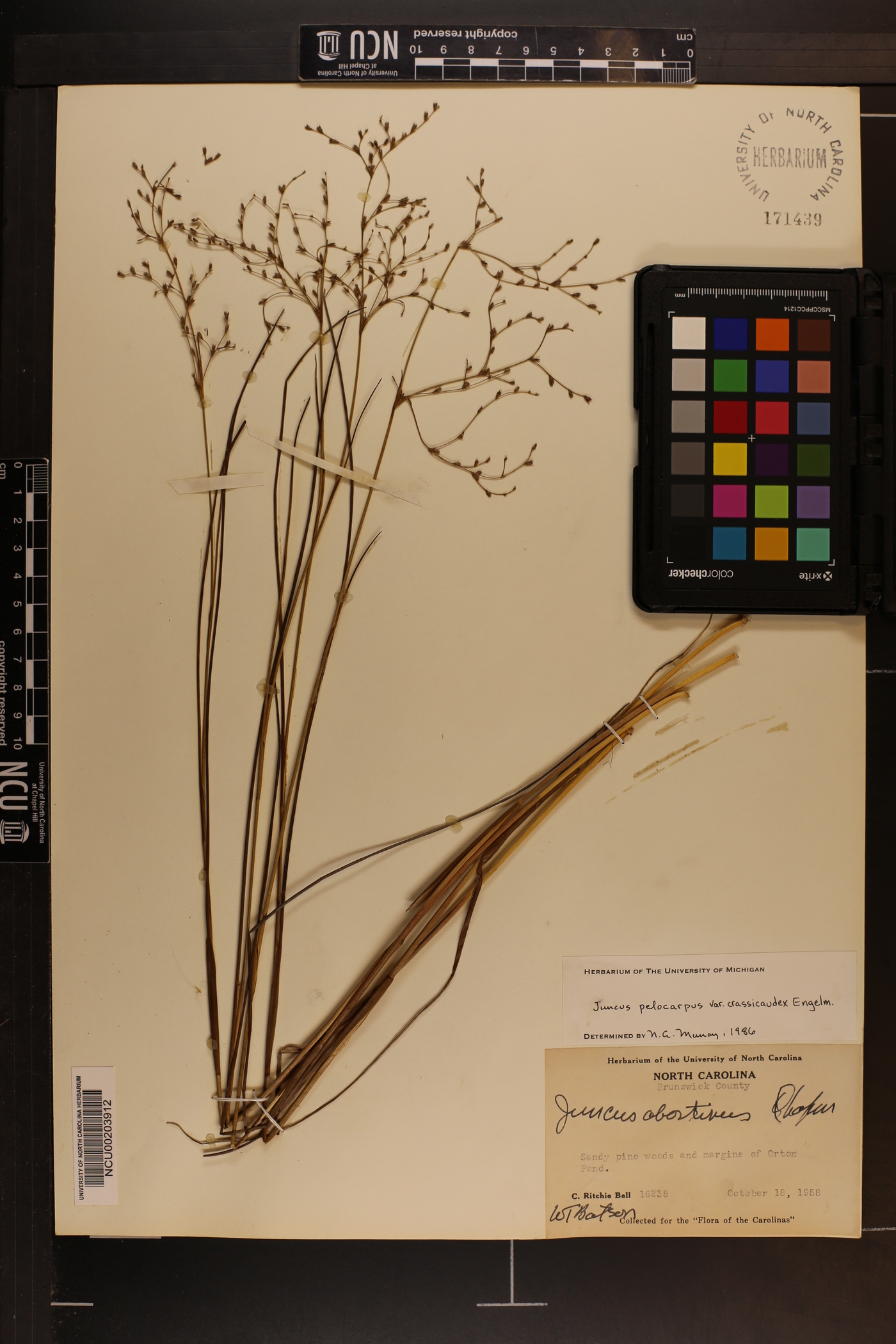 Juncus pelocarpus var. crassicaudex image