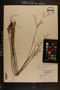 Juncus abortivus image