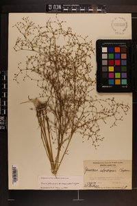 Juncus pelocarpus var. crassicaudex image