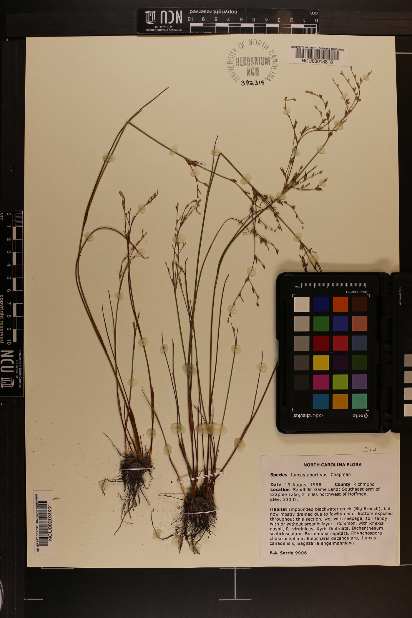 Juncus abortivus image