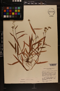 Murdannia nudiflora image