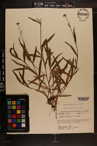 Murdannia nudiflora image