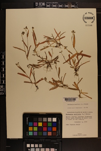 Murdannia nudiflora image