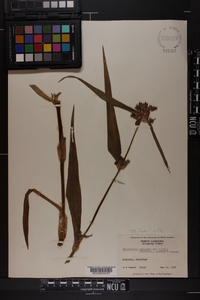 Tradescantia subaspera image