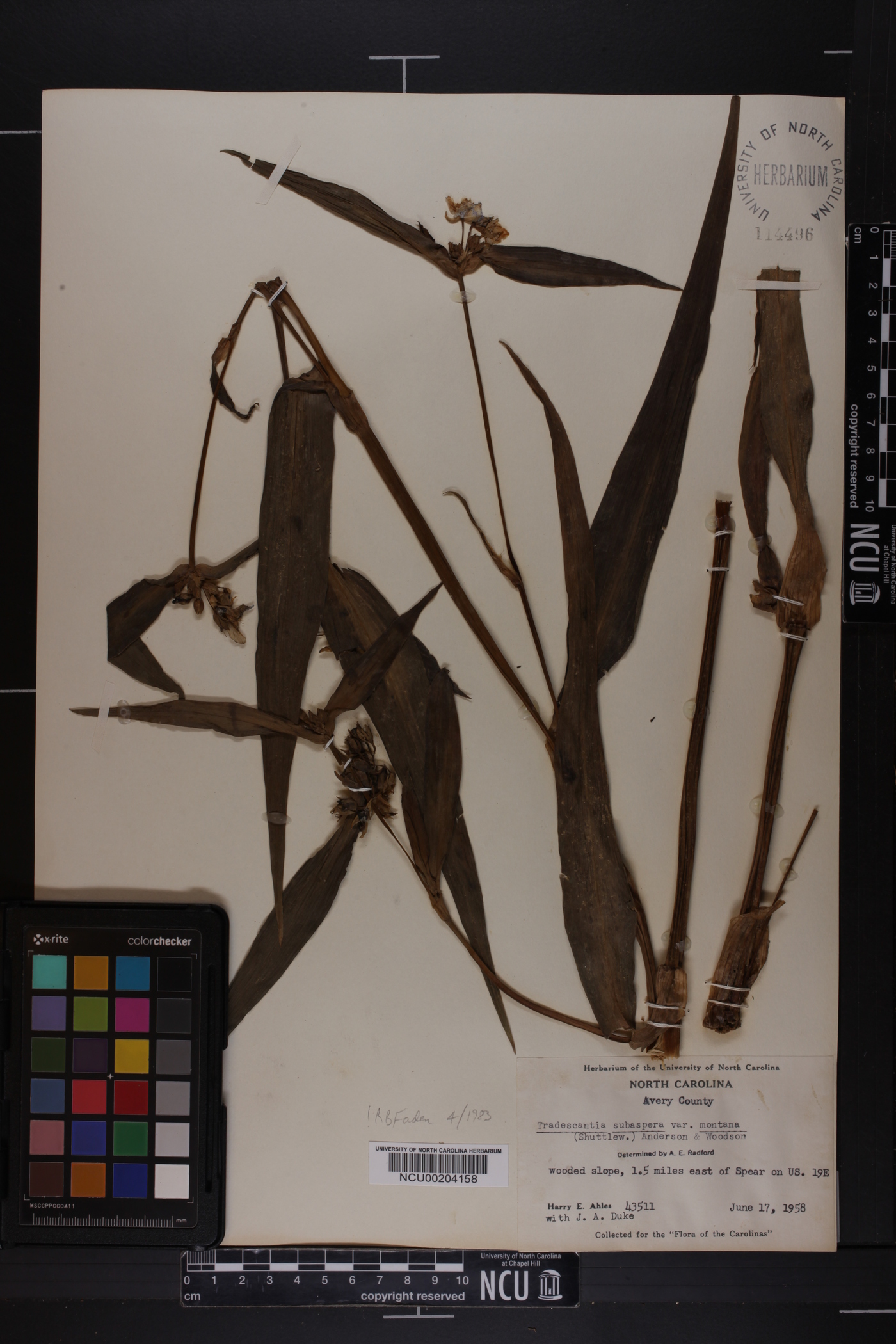 Tradescantia subaspera var. montana image