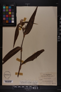 Tradescantia subaspera var. montana image