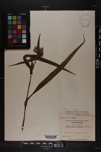 Tradescantia subaspera image