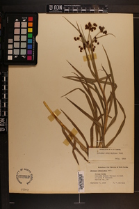 Scirpus polyphyllus image