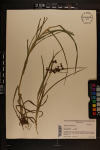 Scirpus polyphyllus image