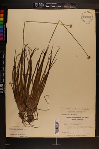 Eriocaulon compressum image