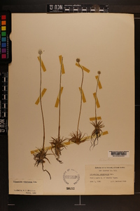 Eriocaulon compressum image