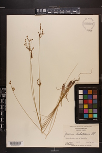 Juncus dichotomus image