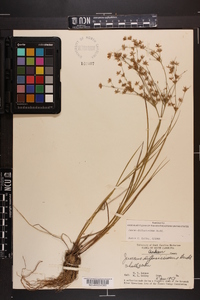 Juncus diffusissimus image