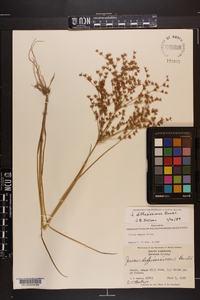 Juncus diffusissimus image