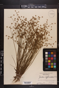 Juncus diffusissimus image