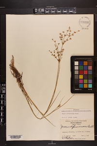 Juncus diffusissimus image