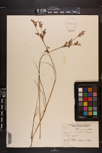 Juncus elliottii image