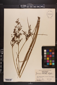 Juncus elliottii image