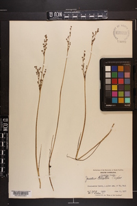 Juncus elliottii image