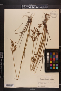 Juncus elliottii image