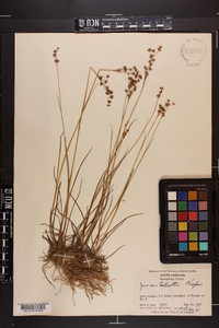 Juncus elliottii image