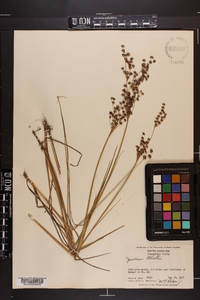 Juncus elliottii image