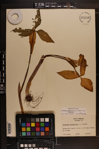 Arisaema triphyllum subsp. triphyllum image