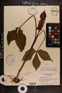 Arisaema triphyllum subsp. triphyllum image