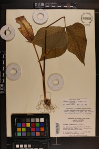 Arisaema triphyllum subsp. triphyllum image