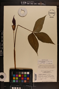 Arisaema triphyllum subsp. triphyllum image