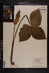 Arisaema triphyllum subsp. triphyllum image