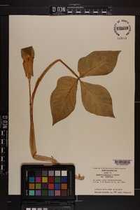 Arisaema triphyllum subsp. triphyllum image