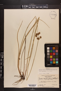 Juncus megacephalus image