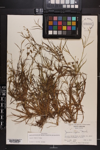 Juncus repens image