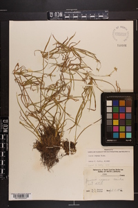 Juncus repens image