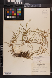 Juncus repens image