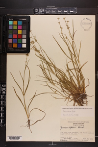 Juncus repens image